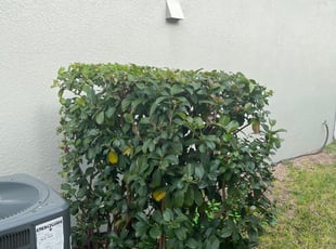 Bush Trimming by Jose Disla; for Amanda J. in Davenport, FL