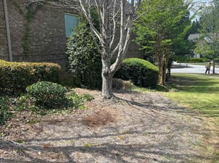 Bush Trimming by Tramel Gore for Angie S. in Locust Grove, GA