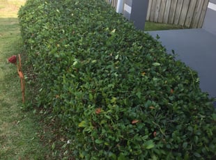 Bush Trimming by Mila Boza for Matt D. in Clermont, FL