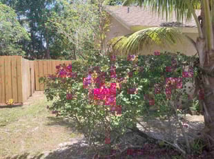 Bush Trimming by Kris Vecchio for Drew K. in Wellington, FL