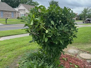 Weeding by Marcus Simon for Courtney S. in Baton Rouge, LA