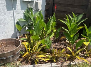 Weeding by Arturo Garcia for Alexandra B. in Palm Coast, FL