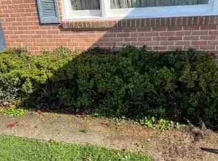 Bush Trimming by Philip Shoop for Betty M. in East York, PA