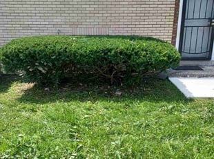 Bush Trimming by Jose Alcantar for Carla DUPLICATE B. in Chicago, IL