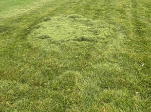 Richard H.'s Lawn Service service result