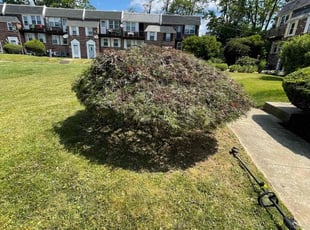 Bush Trimming by Darren Burch for Brad L. in Philadelphia, PA