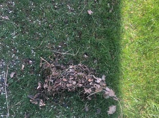 Leaf Removal by Kareem Bonner for David L. in Maineville, OH