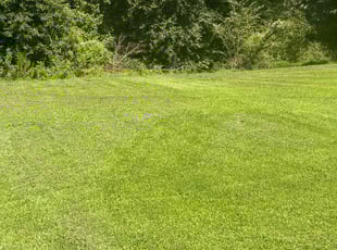 Diana C.'s Lawn Maintenance service result