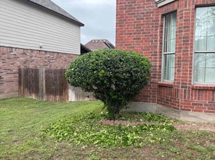 Bush Trimming by Noah Morrison for Eniola A. in Round Rock, TX