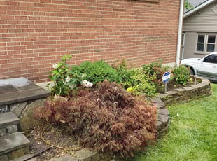 Weeding by Rose Valle for Kayla L. in Alexandria, VA