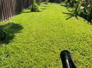 Daryna V.'s Lawn Service service result