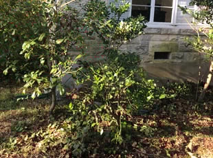 Bush Trimming by Ascencion Arteaga for J.T. B. in Austin, TX