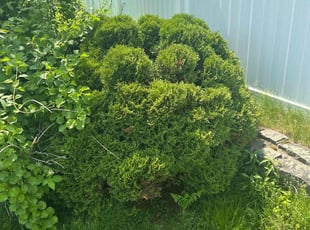 Donya F.'s Bush Trimming service result
