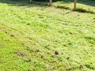 Loretta K.'s Lawn Mowing Service service result