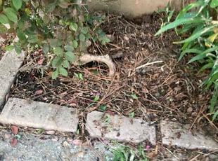 Weeding by Jordan Verhoeven for Jill G. in New Orleans, LA