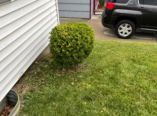 Bush Trimming by Oren Lee for Montiero M. in Kansas City, MO