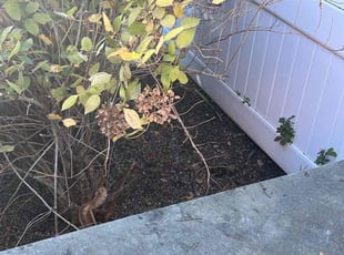 Leaf Removal by Jacqueline Machado for Vivian X. in Carle Place, NY