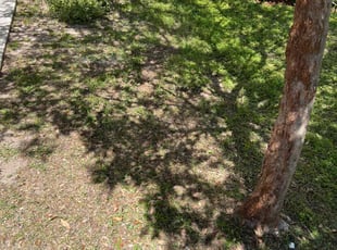 Leaf Removal by Gleber Moura for Maria R. in Windermere, FL