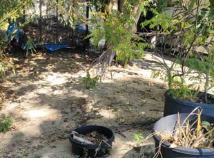 Leaf Removal by Jovan Johnson for Krish M. in Lake Wales, FL