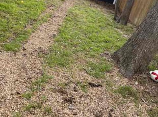 Leaf Removal by Jesse Alonzo for Brenna B. in Dallas, TX