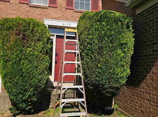 Camille A.'s Bush Trimming service result