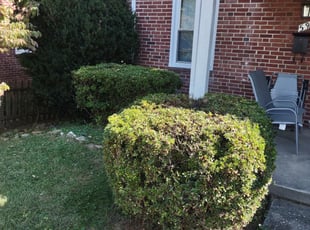 Bush Trimming by jason ramsey for Joyce L. in Towson, MD