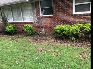 Bush Trimming by Paul Handley for Emy H. in Tulsa, OK
