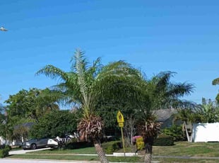 Gwynette D.'s Lawn Service service result