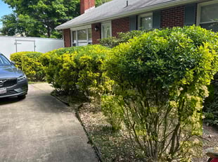 Bush Trimming by Luiz Gosling De Oliveira for Lynn M. in Laurel, MD