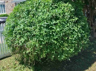Bush Trimming by Stanley Rykowski for Danyer P. in Philadelphia, PA
