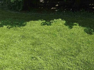 Andrew L.'s Lawn Mowing service result