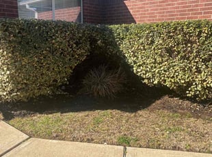 Bush Trimming by Domingo Rosas for Tie M. in Cypress, TX