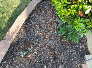 Weeding by Quentin Morgan for Paula D. in Grapevine, TX