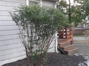 Bush Trimming by Calvin Mitnaul for Nedra S. in Brockton, MA