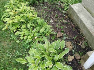 Weeding by Daniel Burton for trae m. in Aurora, IL