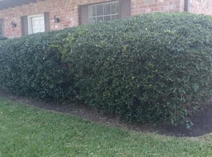 Bush Trimming by Walter Rodriguez for Michiko W. in Stafford, TX