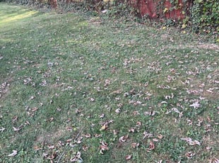 Bush Trimming by Dimas Lopez for Sheila D. in Baltimore, MD