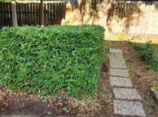 Bush Trimming by Ana Zelaya for Stephen R. in Houston, TX