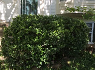 Bush Trimming by Giovanni HErnandez for Dani S. in Upper Marlboro, MD