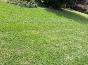Zafar T.'s Lawn Mowing Service service result