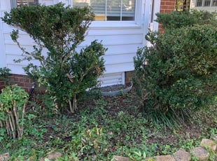 Bush Trimming by Jamel Evans for Corey M. in Glen Allen, VA