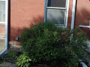 Bush Trimming by James Rogers for Jennie W. in Minneapolis, MN
