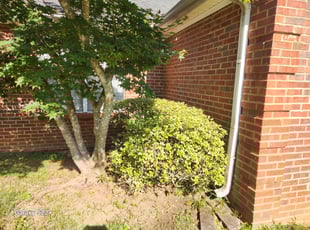 Jackie B.'s Bush Trimming service result