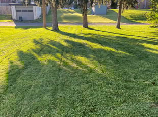 Rohit B.'s Lawn Care service result