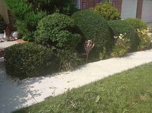 Lisa G.'s Bush Trimming service result