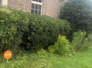 Selina G.'s Bush Trimming service result