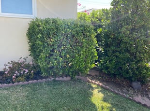 Bush Trimming by Cruz Ramirez for Steve V. in Bakersfield, CA