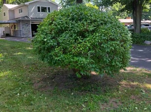 Juvenal B.'s Bush Trimming service result