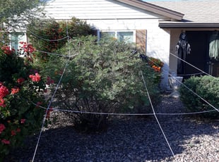 Bush Trimming by Raul Blanco for Ryan V. in Scottsdale, AZ