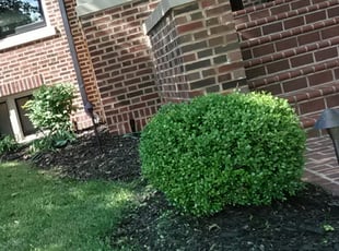 Landscaping by DAutrail Wafford for Chad S. in St. Louis, MO